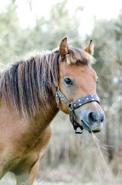 The small body, greek, Skyrian horse is one of the rarest horse breeds in the world.Skyros island, Greece.