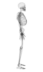 Polygonal human skeleton