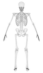 Polygonal human skeleton