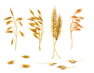 Vector realistic set of cereal plants, oat spikelets, barley ears, wheat or rye with grains isolated on background. Agriculture crop cultivated for healthy food, porridge, flakes, diet brans, muesli