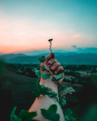 Composition of hand holding tiny flower in front of sunset clouds in east Georgia