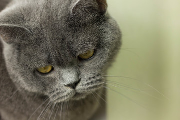 gray British thick cat