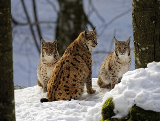Lynx family - mother with two younglings.