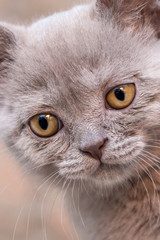 Portrait of a gray beige british straight kitten with big yellow eyes. Closeup, selective focus