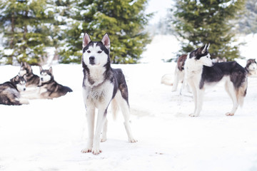 Siberian husky pack in the snow
