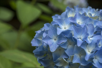 Blue Hydrangea