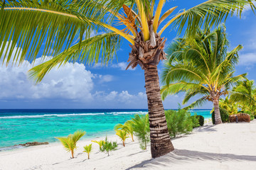 Palm trees overlooking tropical beach on Roratonga, Cook Islands