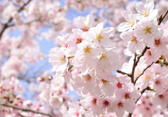 満開の桜と青空、クローズアップ