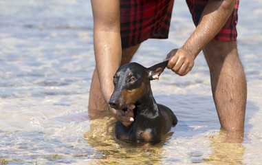 Man washing dog in sea