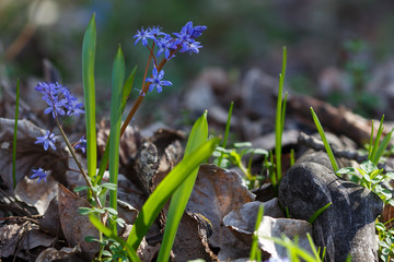 Bluebell (Scilla bifolia) plant with flowers and natural background