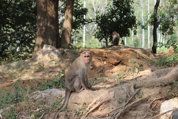 India Wildlife Park