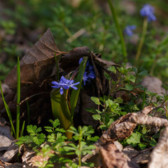 Bluebell (Scilla bifolia) plant with flowers and natural background
