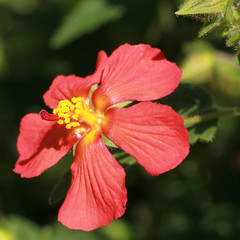 Hibiscus boryanus