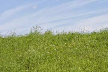 Tall green grass on a blue sky