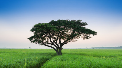 Obraz premium Lonely green oak tree in the field, Lonely tree against a blue sky at sunset, Summer landscape with a lone tree at sunset barley field in the village
