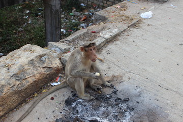 Naklejka premium India