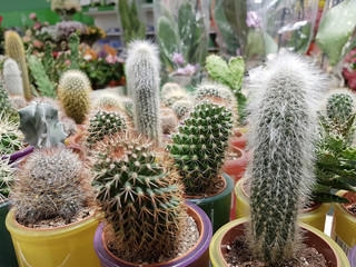 Cactus is a succulent plant with many different shapes, colors, variegated and beautiful flowers. Many small cactus in different shapes in pots