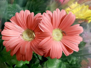 Flowers close-up