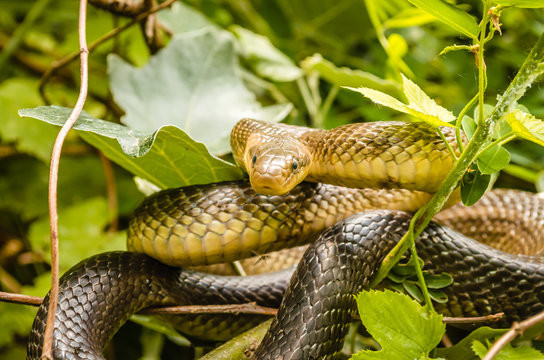Aesculapian snake (Zamenis longissima - Elaphe longissima)