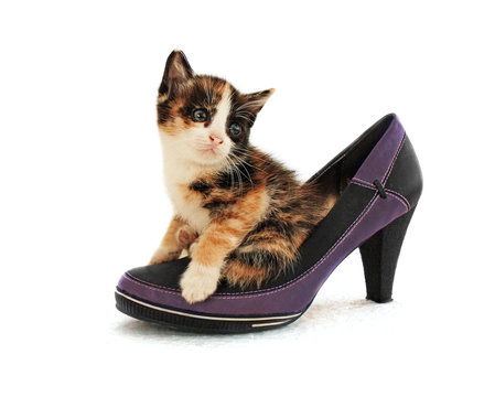 tortie cat is sitting in women's shoes