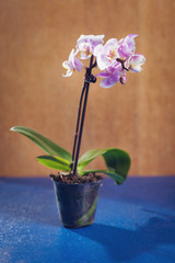 elegant blossom orchid