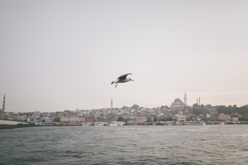 Fototapeta na wymiar seagull flying over bay in Istanbul, Turkey