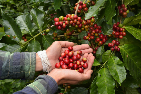 Coffee beans ripening on a tree.