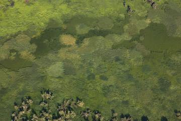 Top view of meadow in marshy in summer