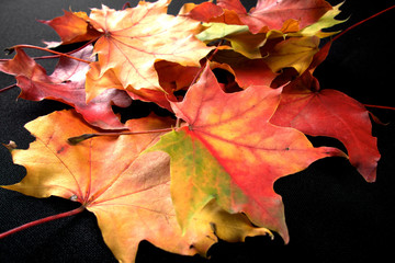 Naklejka na ściany i meble Autumnal colourful vibrant seasonal leaves from trees on black background