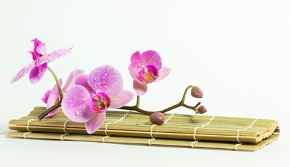 sprig of orchids on bamboo Mat. White background.