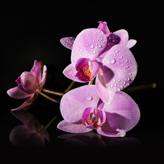 Fototapeta na wymiar twig Orchid on a black background. dew drops on the petals.
