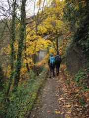 Paar wandert auf einem Weg mit gelbem Herbstlaub