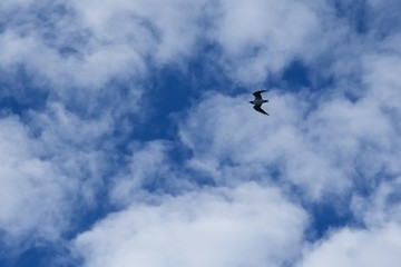 Sillhouette of a seagull on the cloudy sky background