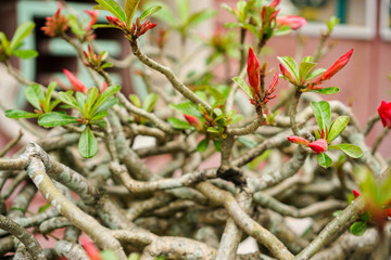 Plumeria tree in Vietnamese garden