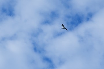 Sillhouette of a bird on the cloudy sky background