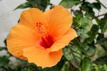 Beautiful spring flowers in garden