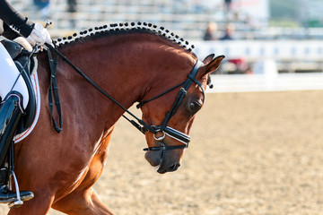 Horse head close-up behind the vertical (dressage).