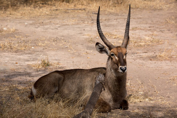 Südlicher Spießbock - Oryx gazella - Afrika