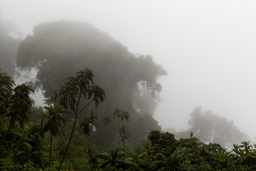 Nebel im Regenwald - Tansania