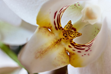 Orchideen Blüte