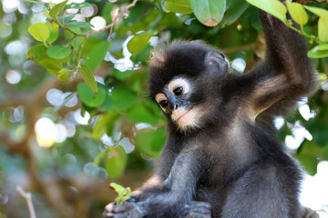 Monkeys or Dusky Langur eating leaves in the rain forest