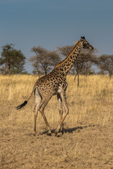Giraffe (Giraffa)