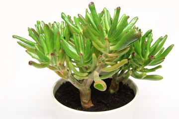 The bright green with red tips hardy succulent house plant called Crassula ovata Convoluta Gollum or Trumpet (Finger) Jade.