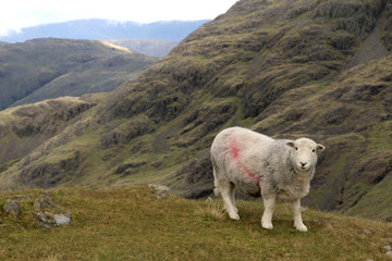 Obraz na płótnie Canvas A single slightly wary Herdwick sheep looks towards the camera while wandering and grazing in the Scafell Pike area of mountains in the Lake District, England