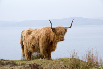 Scottish highland cow near a cliff edge in Torridon, opposite Isle of Skye