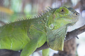 Close up.Green lguana in the zoo.