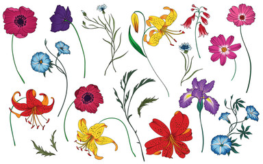 Wildflowers and herbs set. Colorful vector illustration. Floral elements.