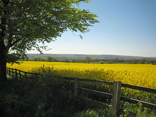 Bright yellow rape seed oil field contrasts beautifully against the blue summer sky in English...