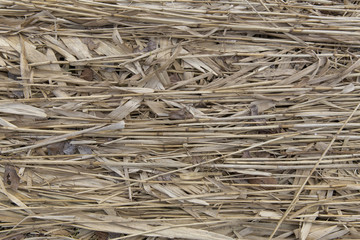 Dry reed on farm field