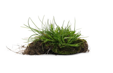 Green grass with dirt, soil isolated on white background and texture